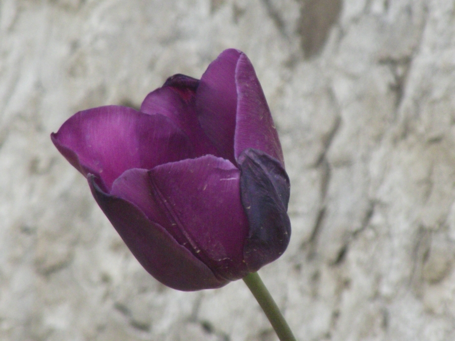 DSCF3391.JPG