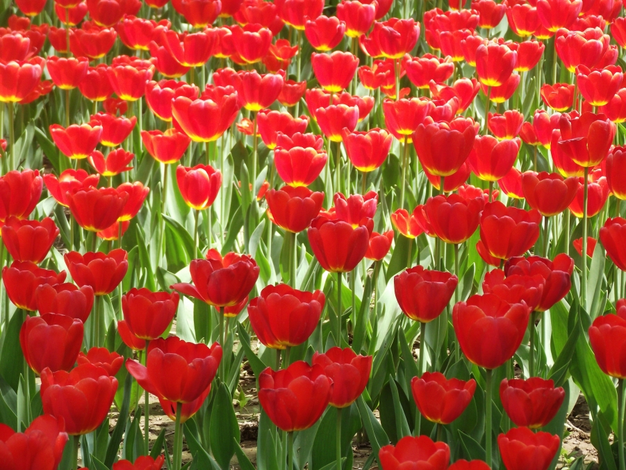 DSCF3278.JPG