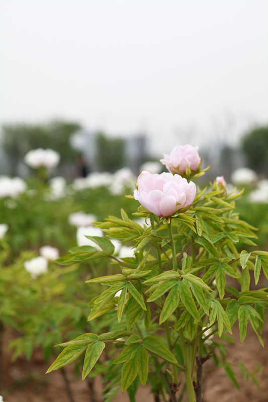 IMG_1956_副本.jpg