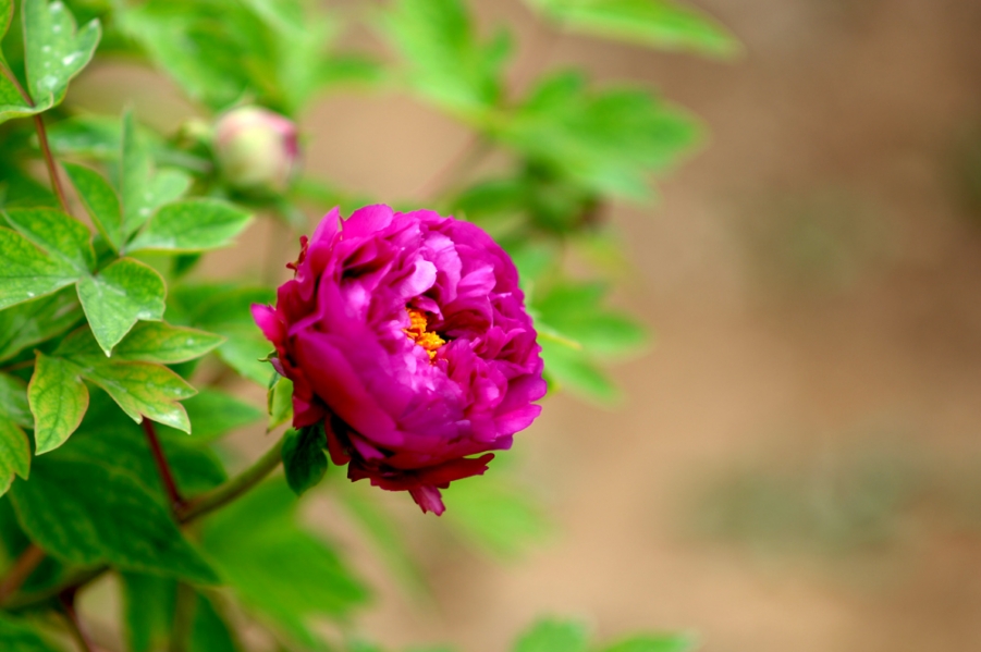 DSC_0049.JPG
