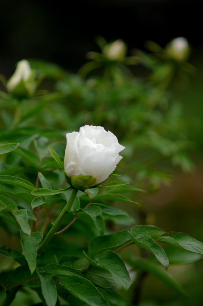 DSC_0059.JPG