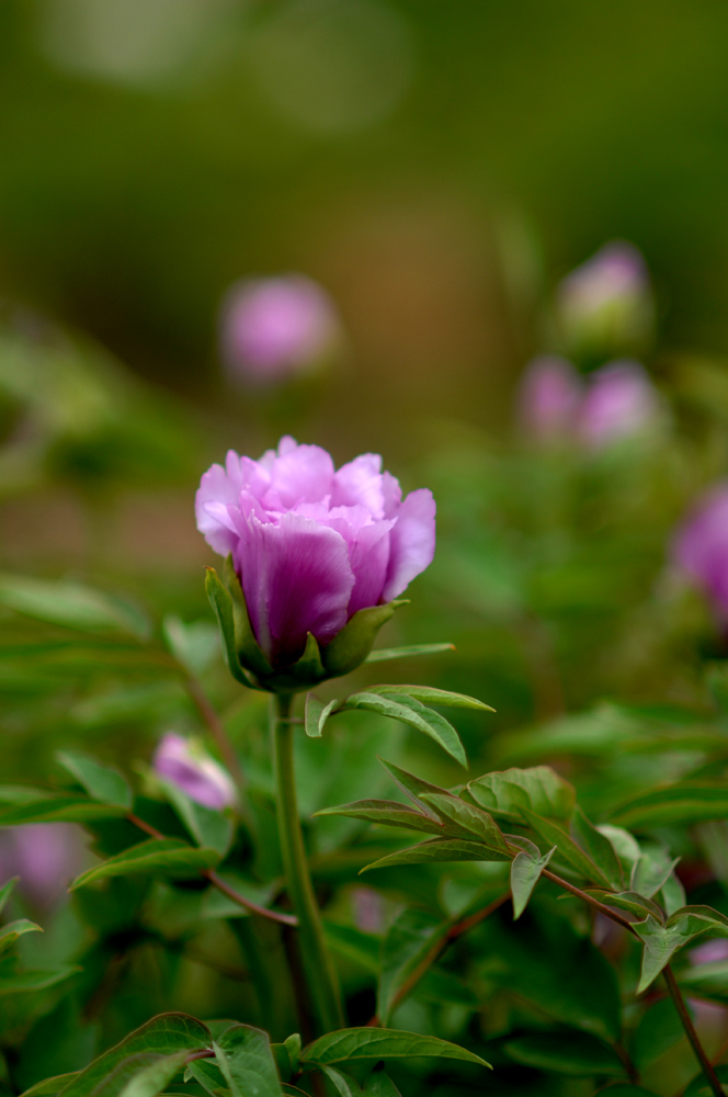 DSC_0055.JPG