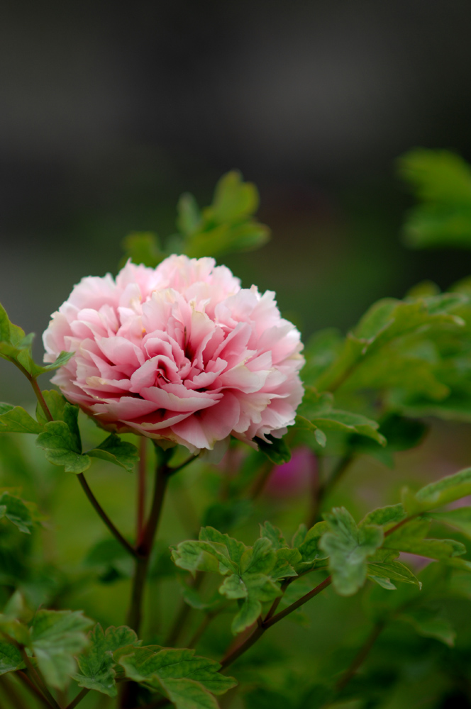 DSC_0057.JPG