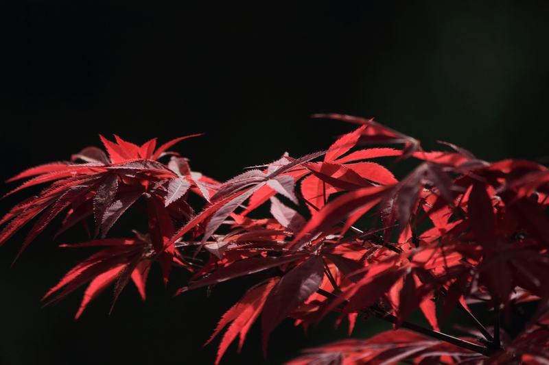 nEO_IMG_花草61.jpg