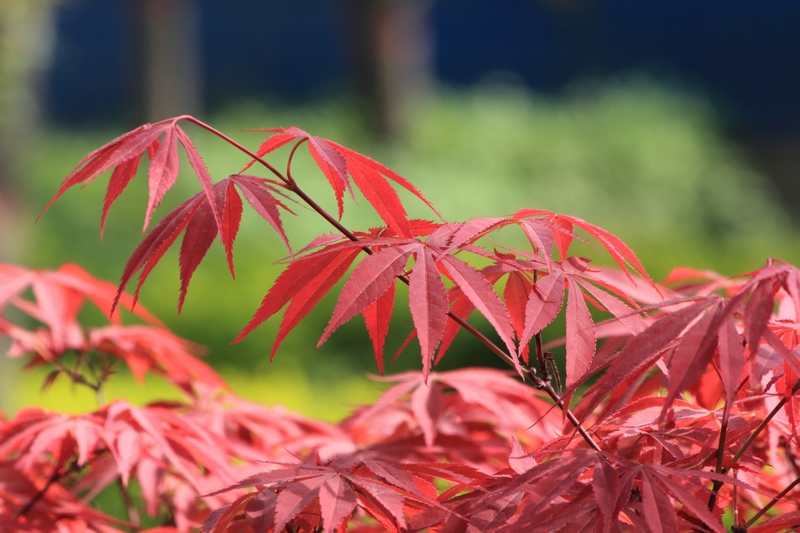 nEO_IMG_花草29.jpg