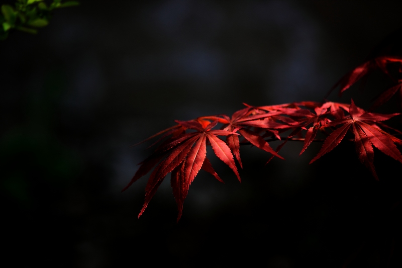 nEO_IMG_花草34.jpg