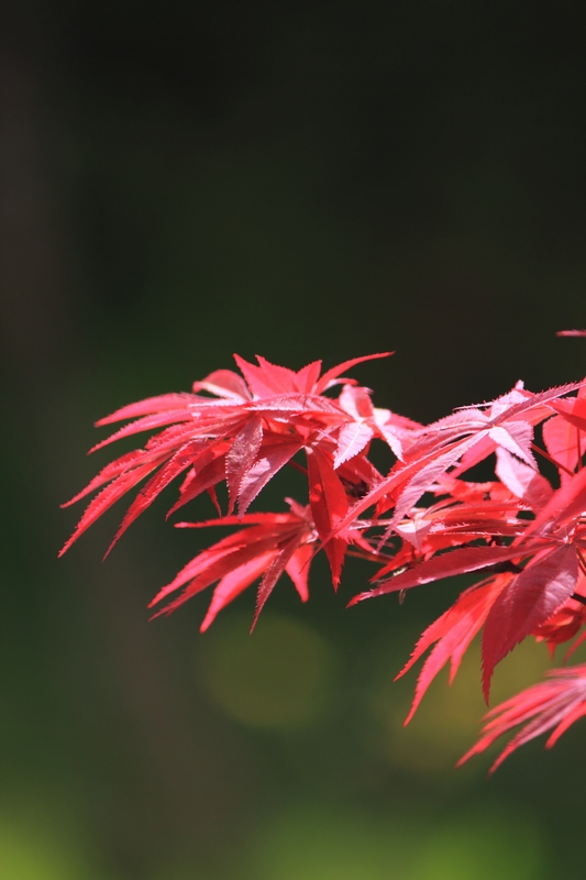 nEO_IMG_花草60.jpg