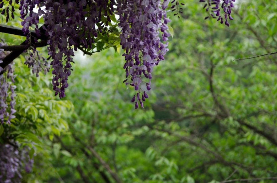 20120417-XHQ_8862.jpg