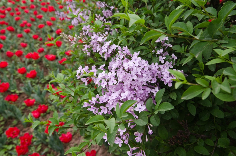 20120417-XHQ_8898.jpg
