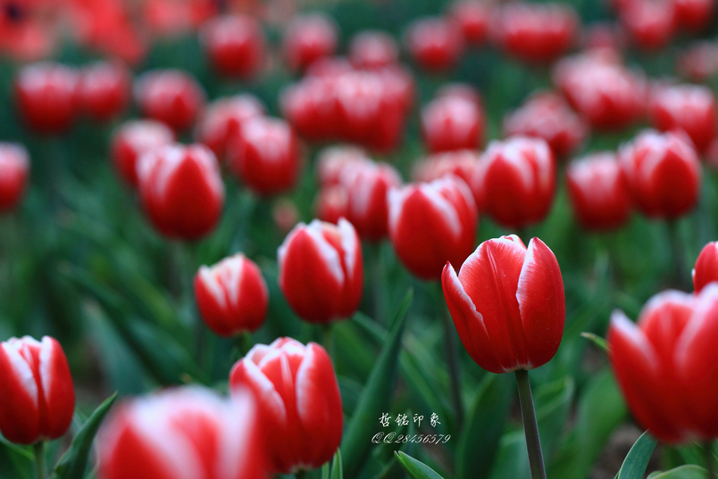 郁金香DPP_018.JPG