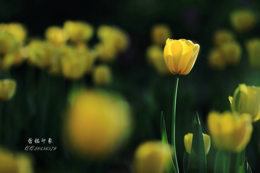 郁金香DPP_040.JPG