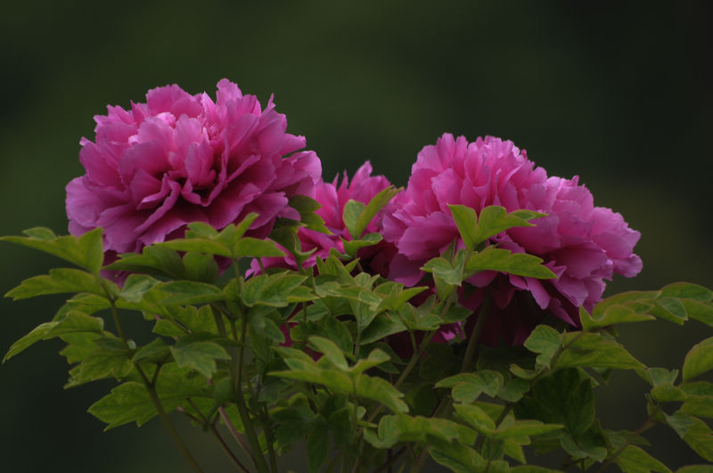 照片 20121.jpg