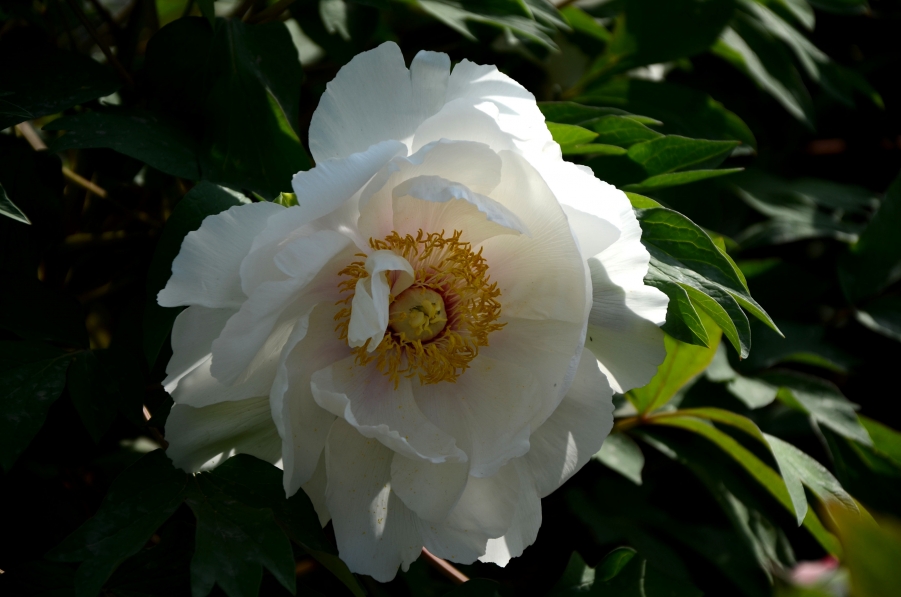 LYX_0224.JPG
