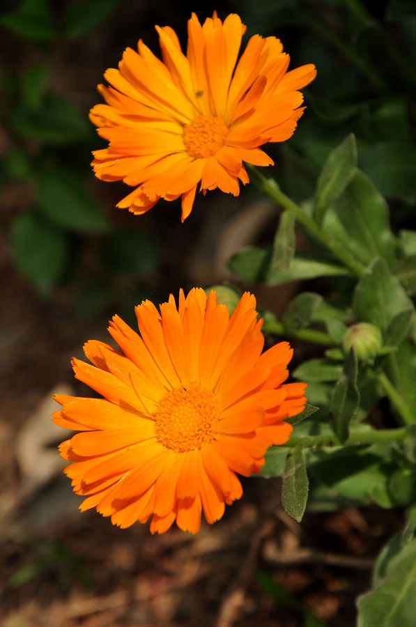 DSC_5443.JPG