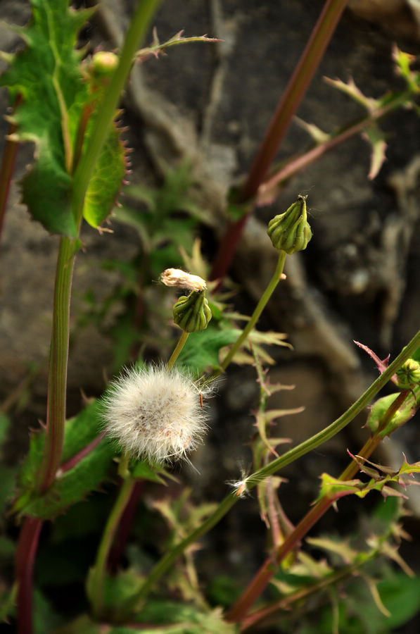 DSC_5474.JPG