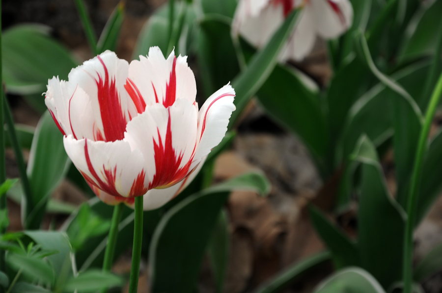 DSC_0652.JPG