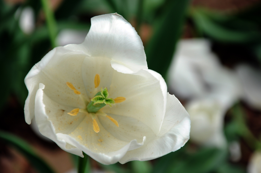 DSC_0659.JPG