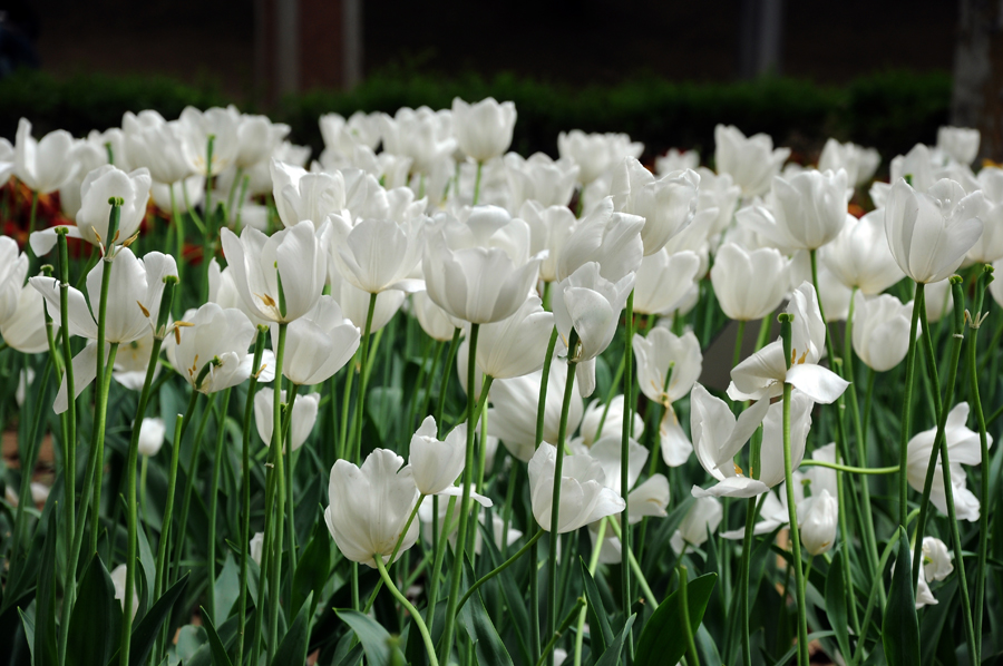 DSC_0661.JPG