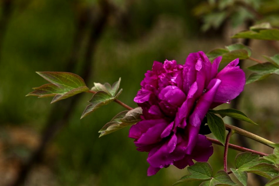DSC_4478_调整大小.jpg