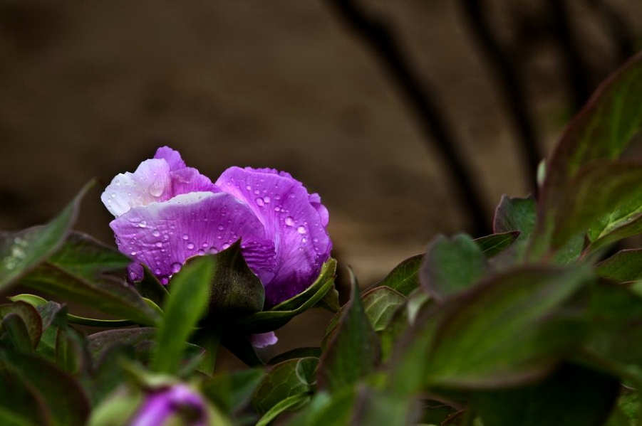DSC_4483_调整大小.jpg