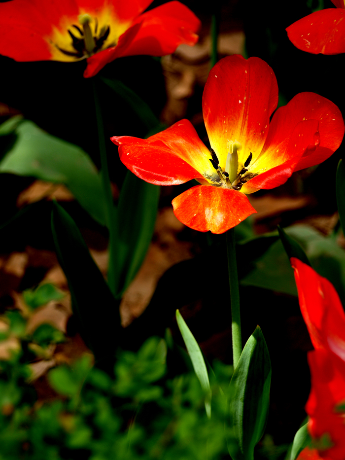 U4154959.jpg