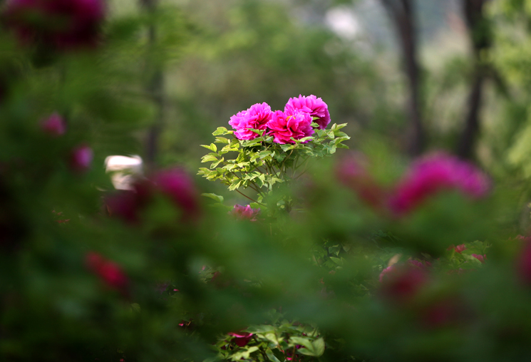 IMG_1992副本.jpg