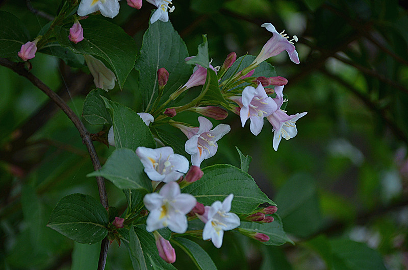 DSC_1921_副本.jpg