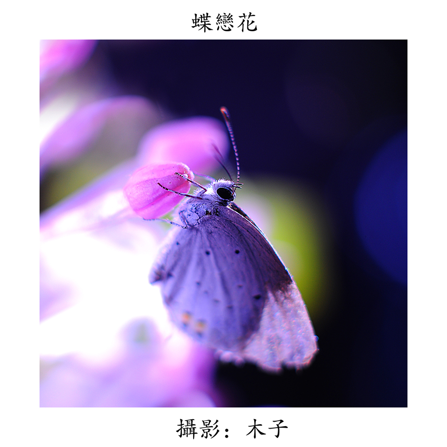 DSC_0057副本副本.jpg