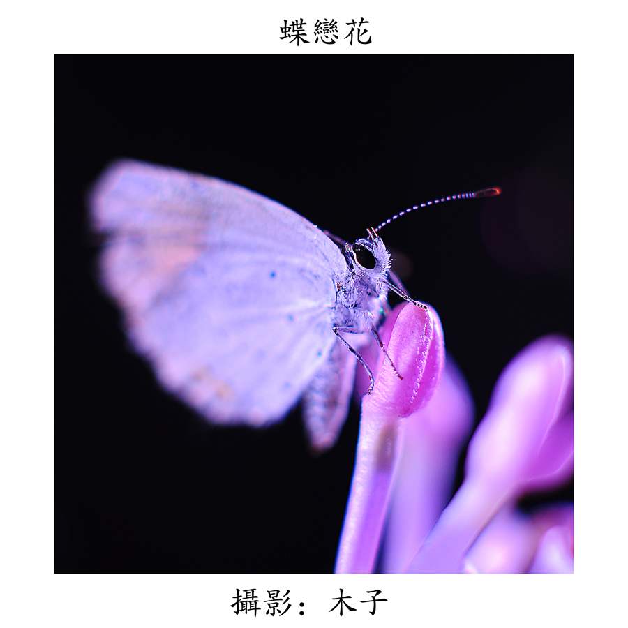 DSC_0103副本副本.jpg