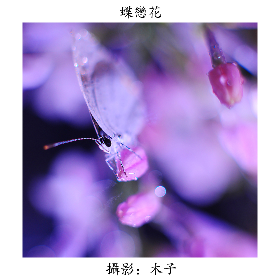 DSC_0117副本副本.jpg