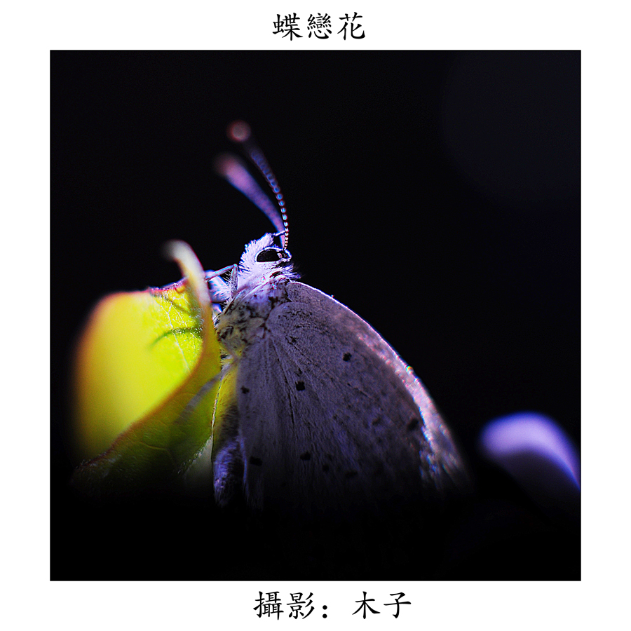 DSC_0140副本副本.jpg