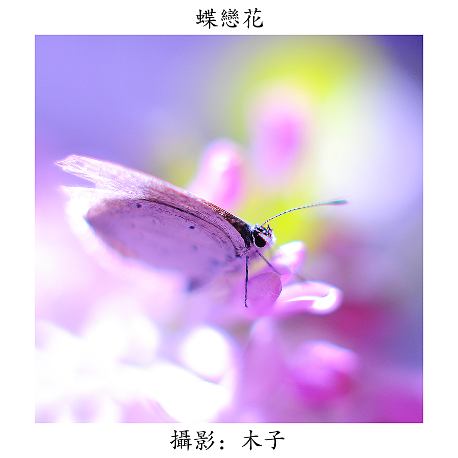 DSC_0183副本副本.jpg