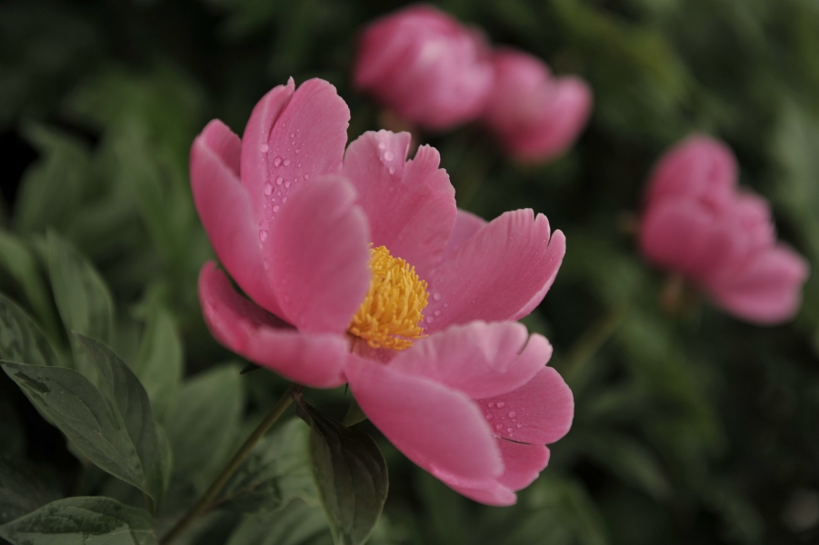 DSC_7032.jpg