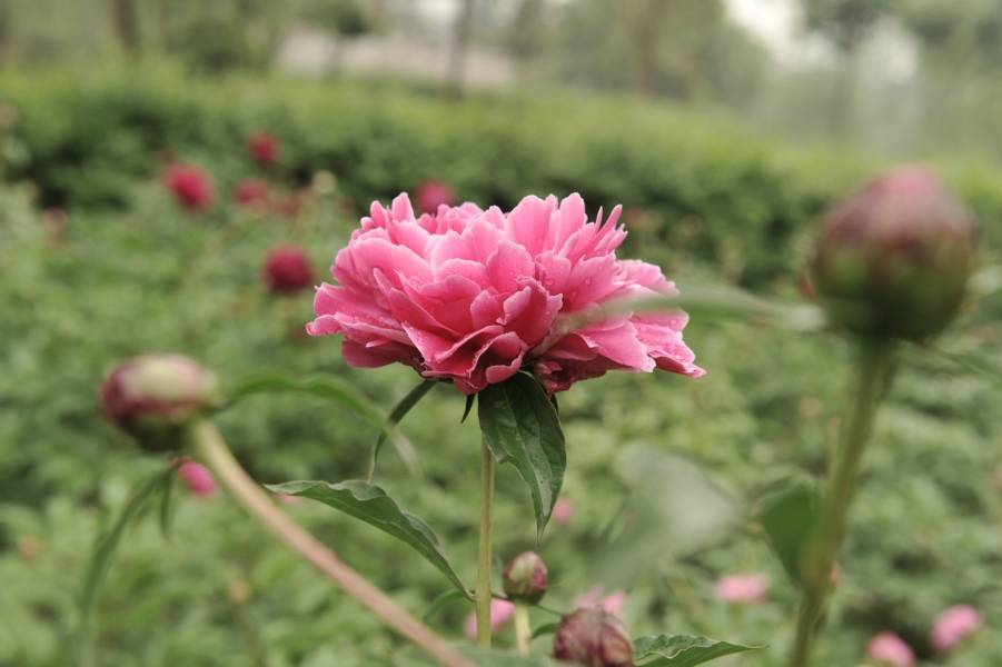 DSC_7133.jpg