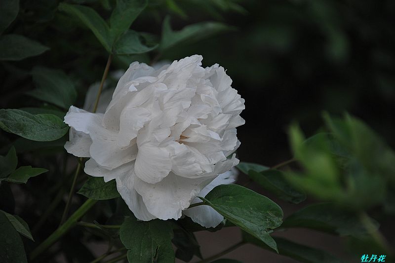 0SC_2197.jpg
