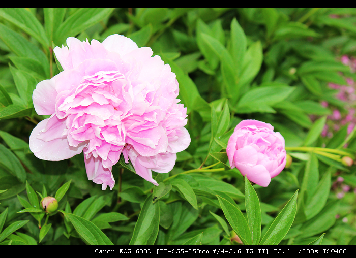 nEO_IMG_照片 496.jpg