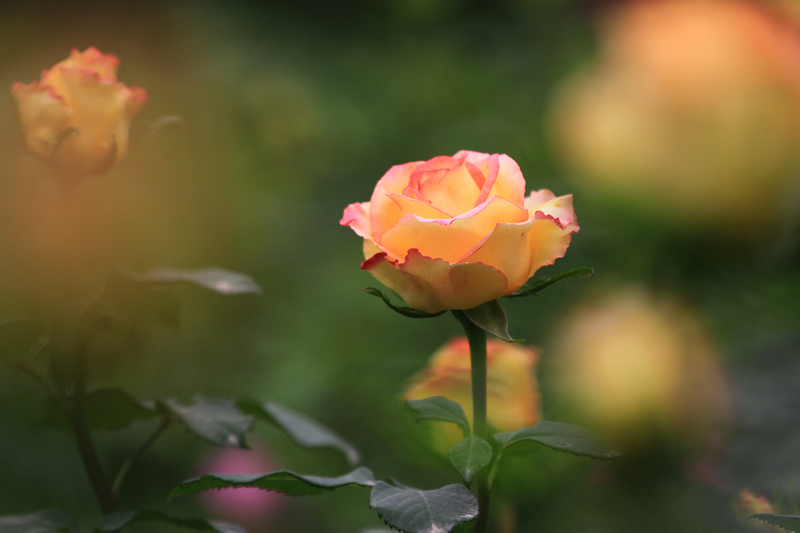 玫瑰花 067.jpg
