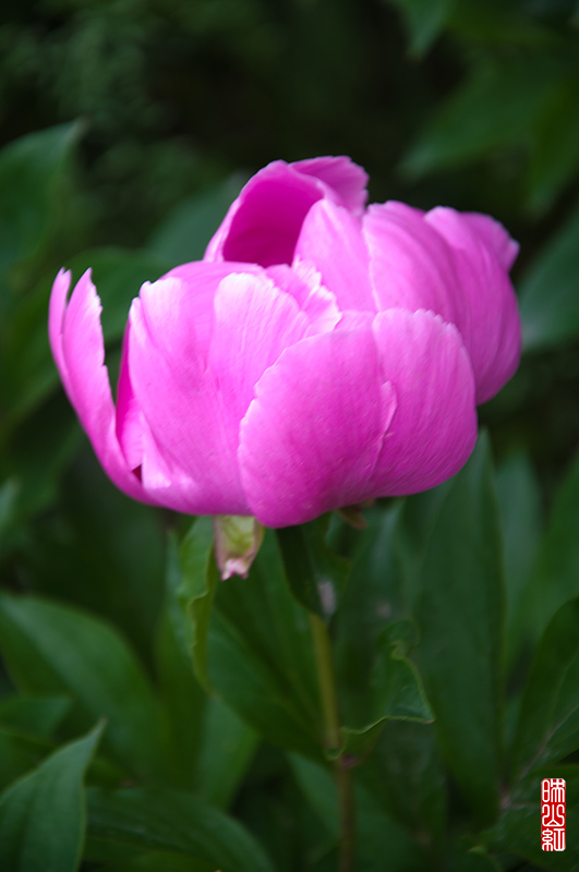 DSC_1397.jpg