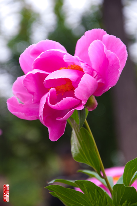 DSC_1403.jpg
