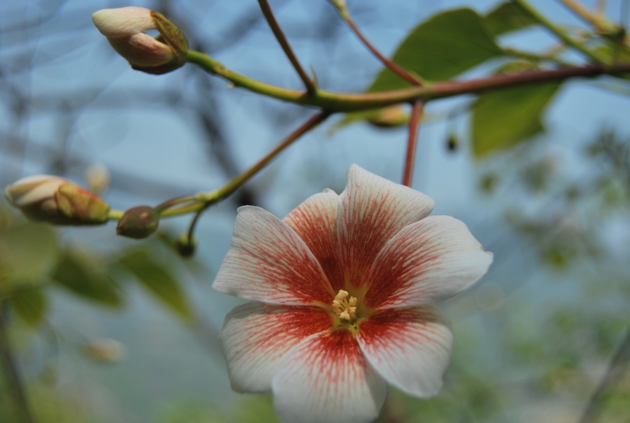 桐花