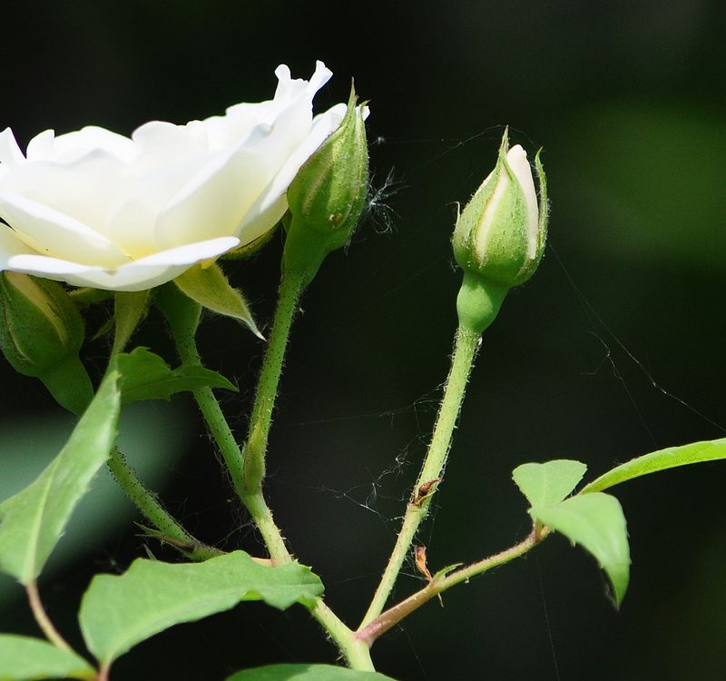 DSC_0091.jpg