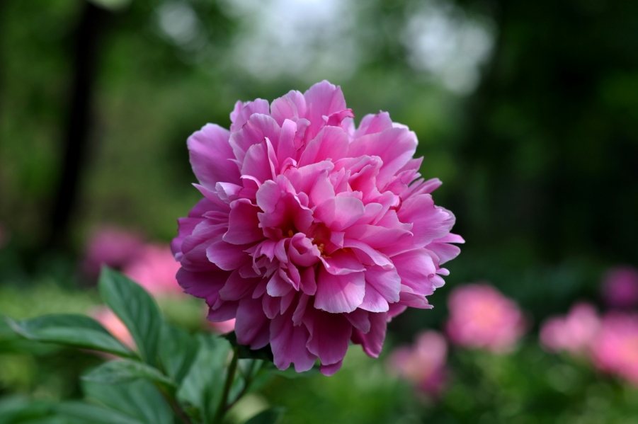 DSC_0645.JPG