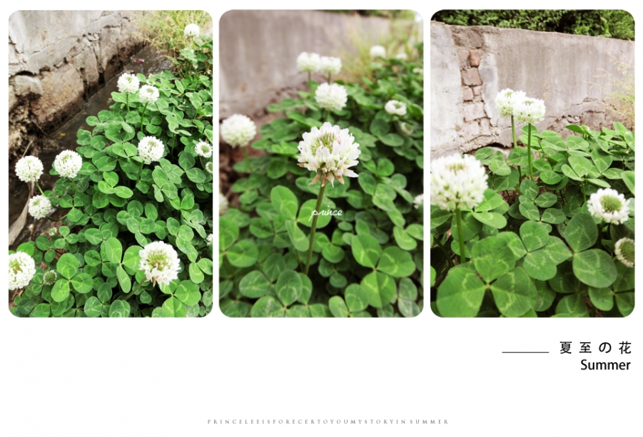 夏至の花.jpg