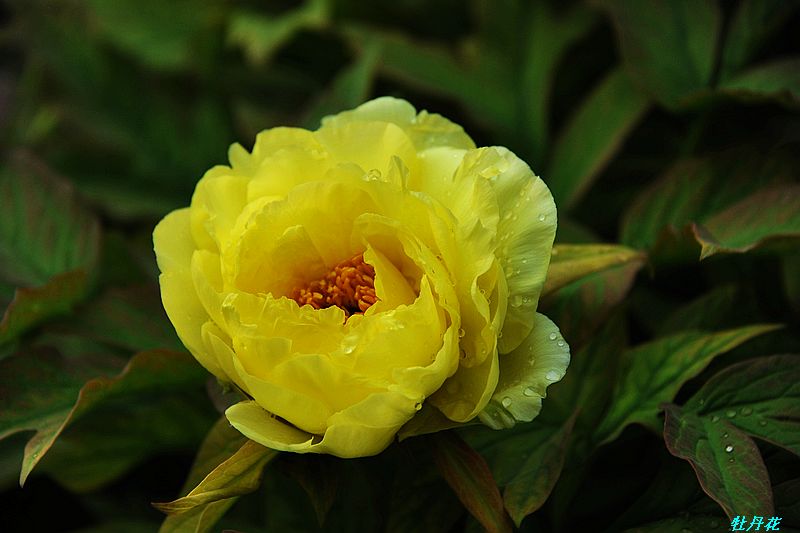 0SC_2135.jpg
