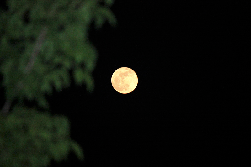 4650.jpg