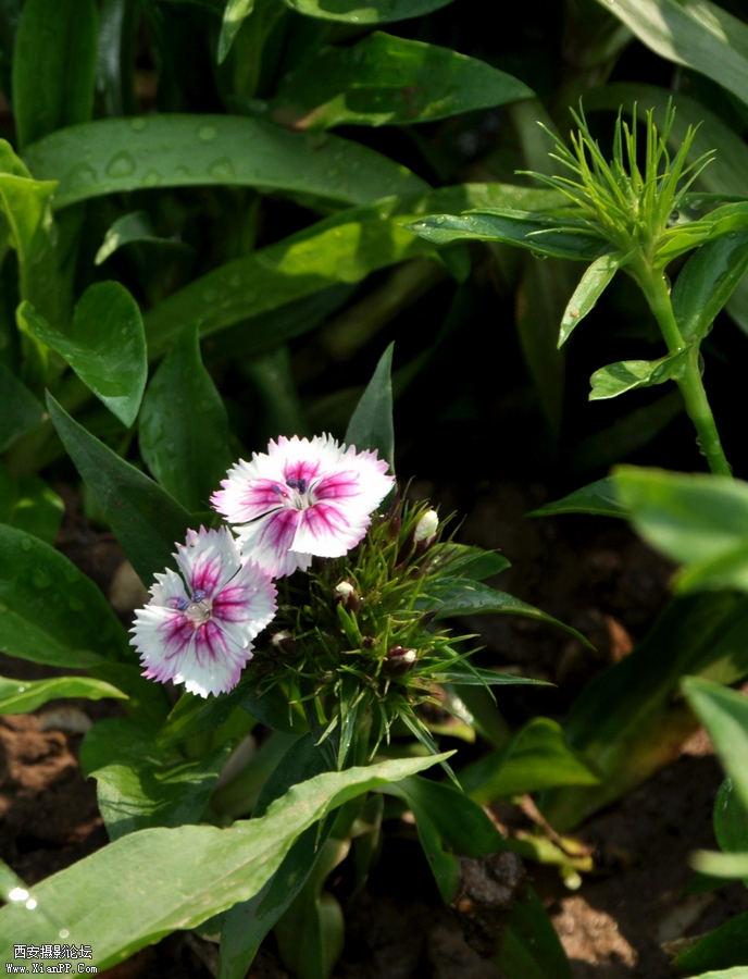 DSC_7212.JPG