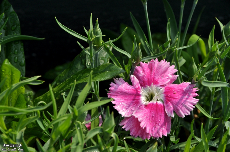 DSC_7213.JPG