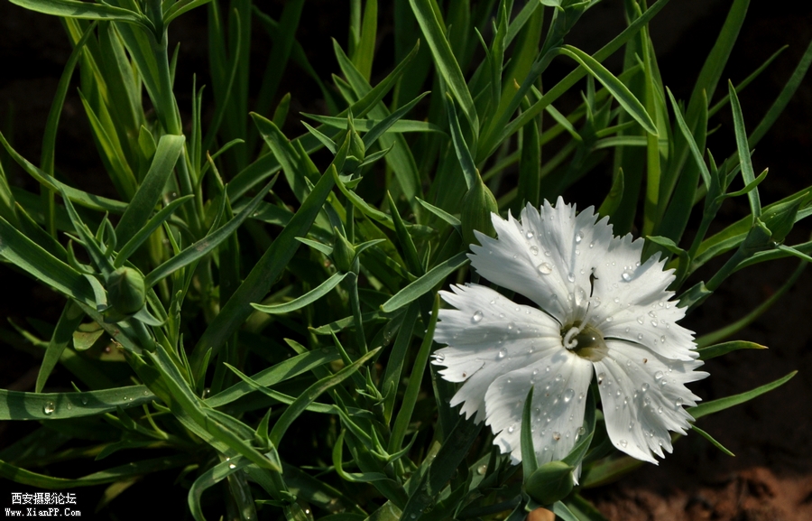 DSC_7217.JPG