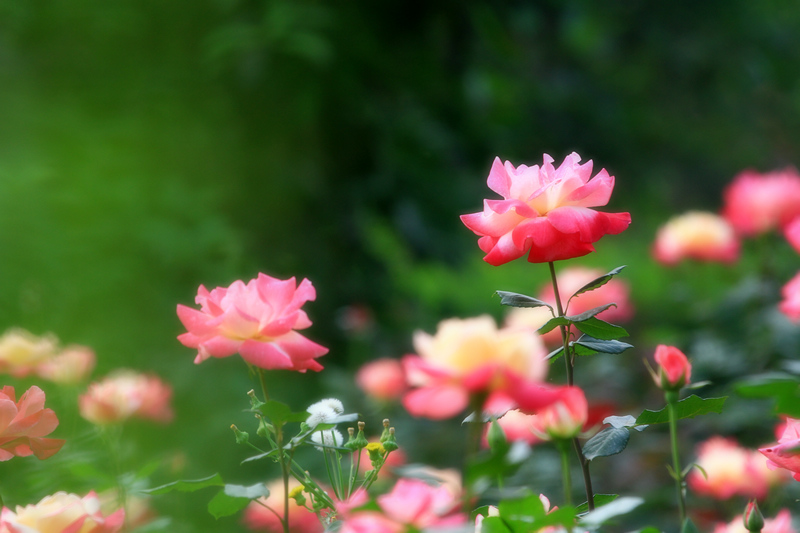 玫瑰花 002.jpg