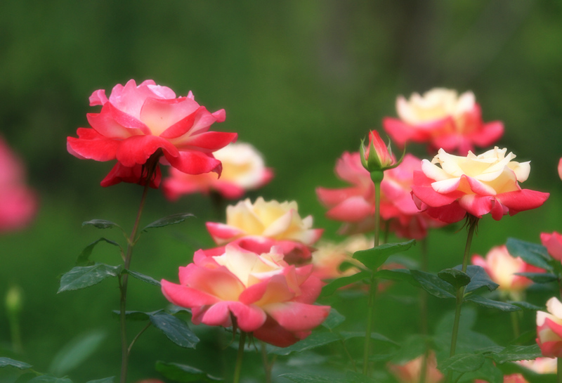 玫瑰花 007.jpg